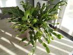 Kerstcactus, Tuin en Terras, Ophalen of Verzenden, In pot