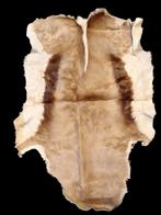 oud vel van een springbok, jaren 60-70, Enlèvement ou Envoi, Comme neuf, Animal sauvage, Autres types
