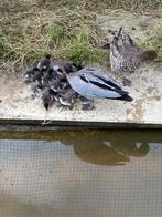 Manenganzen, Animaux & Accessoires, Volatiles, Oie ou Cygne