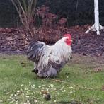 Cochin kriel haan, Dieren en Toebehoren, Pluimvee, Mannelijk, Kip