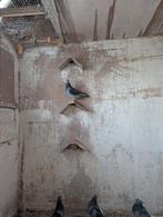 jaarlingen voor de zware fond uit de kwekers, Dieren en Toebehoren, Meerdere dieren, Postduif