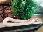 3 korenslangen met bak, Animaux & Accessoires, Reptiles & Amphibiens, Serpent, Domestique, 0 à 2 ans