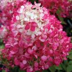 Pluimhortentia's / Hydrangea paniculata, Enlèvement