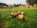 Shetland schapen, Dieren en Toebehoren