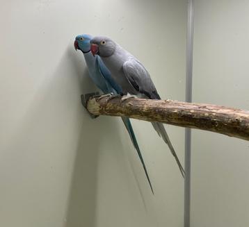 Kweekpop halsband parkiet halsbandparkiet  beschikbaar voor biedingen