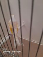 Mooie vogel kleine parva putter, Dieren en Toebehoren, Vogels | Overige Vogels