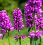 Stachys Hummelo, Tuin en Terras, Planten | Tuinplanten, Ophalen, Halfschaduw