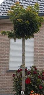 Acer Platanoides Globosum, Jardin & Terrasse, Plantes | Arbres, Enlèvement