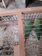 2 sperlings groene poppen kweekrype 15euro stuk, Animaux & Accessoires, Oiseaux | Perruches & Perroquets