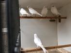 Witte kanaries, Dieren en Toebehoren, Vogels | Kanaries