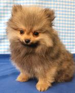 Super leuke Keeshond pups!, Dieren en Toebehoren, Keeshond, 15 weken tot 1 jaar, Reu, Buitenland