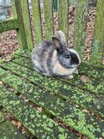 Dwergkonijn Ram, Dieren en Toebehoren, Konijnen, Mannelijk, Dwerg, 0 tot 2 jaar
