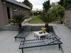 cycas revolta. palmboom., Tuin en Terras, Ophalen, Palmboom