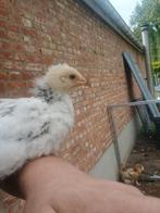 Gratis kuiken vorwerk x brahma mix !!!, Dieren en Toebehoren, Pluimvee, Geslacht onbekend