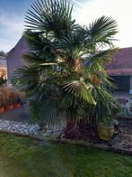 Palmboom 3m winterhard, Jardin & Terrasse, Plantes | Arbres, Enlèvement, Palmier