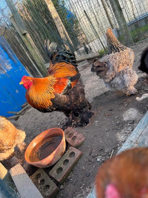 Brahma broedeieren in veel verschillende kleuren, Dieren en Toebehoren, Pluimvee, Kip, Meerdere dieren