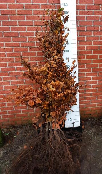 Haie de hêtres, Fagus sylvatica, racines nues atteignant 250 disponible aux enchères