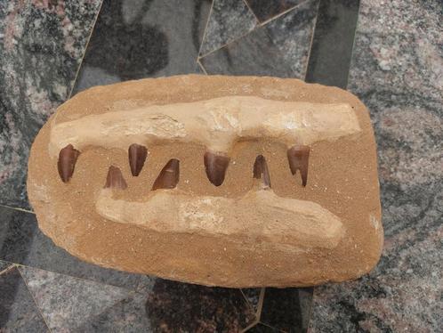 Mosasaurus Fossiel Kaakfragment Krijt 66 Miljoen Jaar Oud, Antiek en Kunst, Curiosa en Brocante, Ophalen