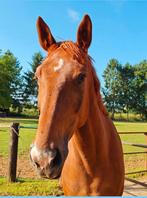 Lieve ruin van 8 jaar zoekt gouden thuis, Dieren en Toebehoren, Paarden, Ruin