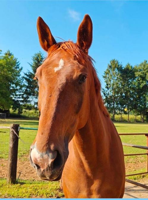 Lieve ruin van 8 jaar zoekt gouden thuis, Dieren en Toebehoren, Paarden, Ruin