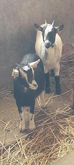 Super mooie miekes te koop, Dieren en Toebehoren, Schapen, Geiten en Varkens, Meerdere dieren, Geit, 0 tot 2 jaar