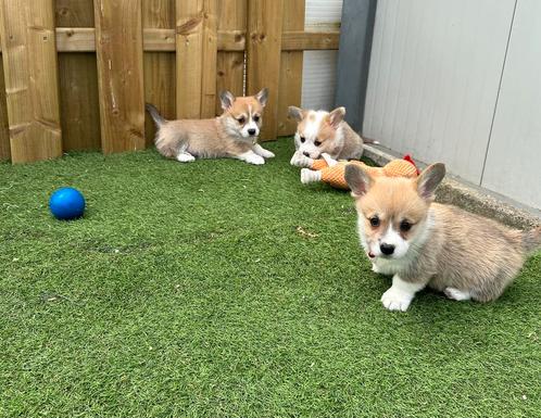 Prachtige Welsh corgi pembroke pups, Dieren en Toebehoren, Honden | Herdershonden en Veedrijvers, Meerdere dieren, Sheepdog, Fokker | Professioneel