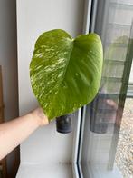 Monstera albo variegata, Huis en Inrichting, Kamerplanten, Ophalen