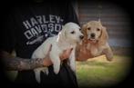 Teckel pups langhaar blond, België, CDV (hondenziekte), 8 tot 15 weken, Dwerg