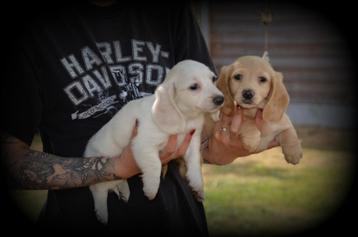 Teckel pups langhaar blond beschikbaar voor biedingen