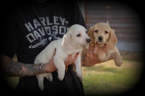 Teckel pups langhaar blond, Dieren en Toebehoren, Honden | Teckels en Dashonden, Meerdere dieren, Langhaar, Dwerg, Fokker | Professioneel