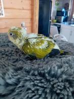 Muisparkiet voor handopfok, Dieren en Toebehoren, Vogels | Parkieten en Papegaaien, Parkiet, Geringd