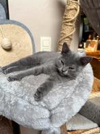 4 britse kortharige kittens in huiselijke sfeer opgevoed, Dieren en Toebehoren, Katten en Kittens | Raskatten | Korthaar, Meerdere dieren