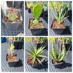 Agave/Aloë/Yucca/Opuntia/Ferocactus, Enlèvement ou Envoi