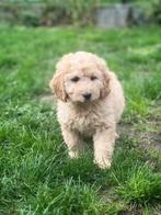 Ontdek onze Mini-Labradoodle pups uniek mooi, Dieren en Toebehoren, België, CDV (hondenziekte), 8 tot 15 weken, Meerdere