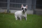 Franse bulldog pups beschikbaar, Dieren en Toebehoren, CDV (hondenziekte), Meerdere, Bulldog, 8 tot 15 weken
