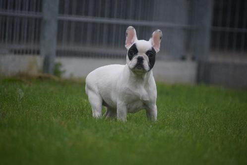 Franse bulldog pups beschikbaar, Dieren en Toebehoren, Honden | Bulldogs, Pinschers en Molossers, Meerdere dieren, Bulldog, Fokker | Professioneel