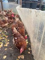 Legkippen te koop, Dieren en Toebehoren, Pluimvee, Vrouwelijk, Kip