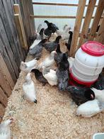 legklaar en panklaar sussex en bleu de landes 2,5 kg, Dieren en Toebehoren, Pluimvee, Vrouwelijk, Kip