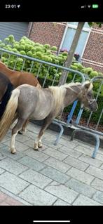 Miniatuurpaard te koop, Dieren en Toebehoren, Pony's, Gechipt, Niet van toepassing, 0 tot 2 jaar, Hengst