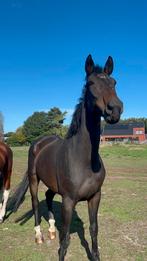 Project paard, Dieren en Toebehoren, Paarden, Ruin, 170 tot 175 cm, 11 jaar of ouder