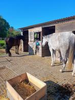 Plek op weide/paddock, Dieren en Toebehoren, Stalling en Weidegang, Weidegang