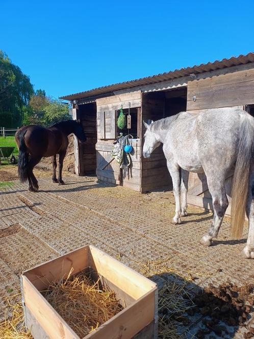 Plek op weide/paddock, Dieren en Toebehoren, Stalling en Weidegang, Stalling, Weidegang