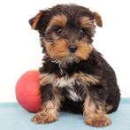 Yorkshire Terriër - Belgische pups te koop, Yorkshire Terriër, België, Handelaar, CDV (hondenziekte)