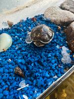 Schildpadden met aquarium, Dieren en Toebehoren, Ophalen, Gebruikt, Overige typen