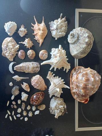 Collectie Schelpen beschikbaar voor biedingen