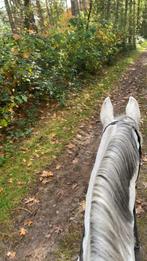 Zangersheide merrie te koop, Dieren en Toebehoren, Merrie, Springpaard, Gechipt, Niet van toepassing