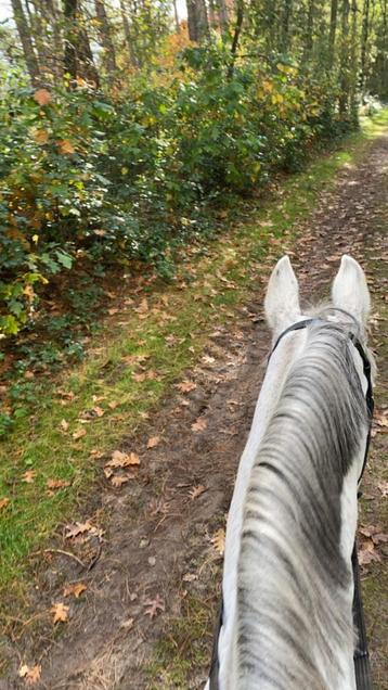 Zangersheide merrie te koop beschikbaar voor biedingen