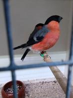 Wildkleur noorse goudvink man, Dieren en Toebehoren, Geringd