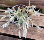 Cerastium tomentosum, Jardin & Terrasse, Plantes | Jardin