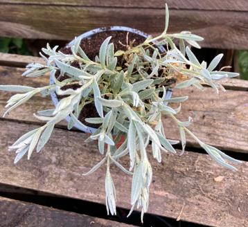 Cerastium tomentosum 